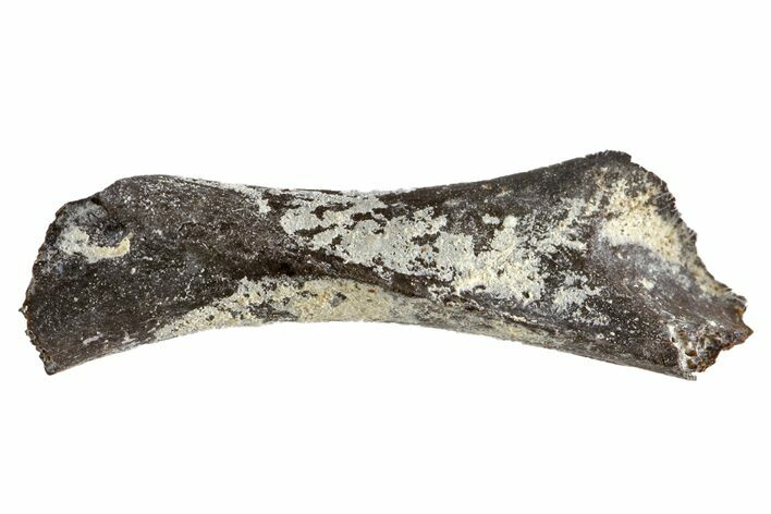 Permian Reptile Limb Bone - Oklahoma #143015
